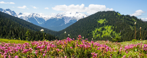 Mountains meadow