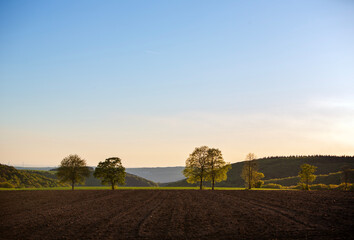 trees in valley of river saar in germany