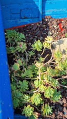 Sun-kissed succulents thriving under clear blue skies