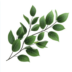 a branch with leaves