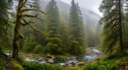 Obraz premium waterfall in the forest