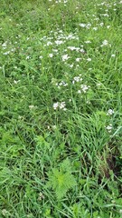 a meadow with green grass and flowering yarrow, summer season