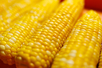 Boiled yellow sweet corn cobs with salt lying on orange tray
