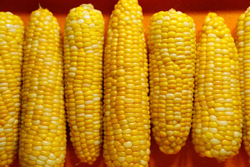 Boiled yellow sweet corn cobs with salt lying on orange tray