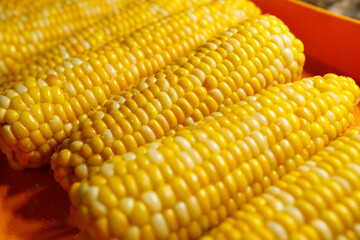 Boiled yellow sweet corn cobs with salt lying on orange tray