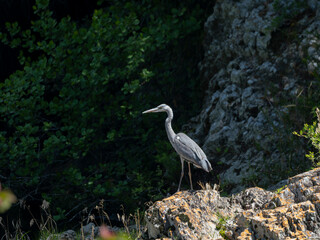 岩の上に立つアオサギの幼鳥