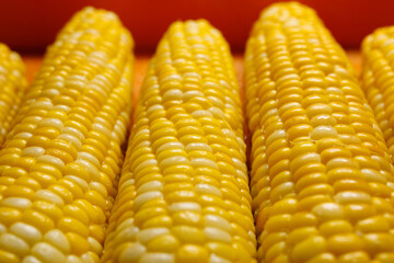 Boiled yellow sweet corn cobs with salt lying on orange tray
