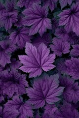 Deep purple foliage, a close-up view of many overlapping leaves