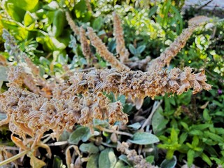Fototapeta premium Stoebe Plumosa Herba in sunlight.