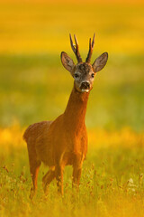 deer