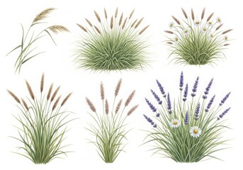 Obraz premium Various ornamental grass and plant tufts isolated on white background
