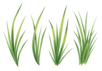 Fototapeta premium Green grass blades and tufts isolated on white background in watercolor style
