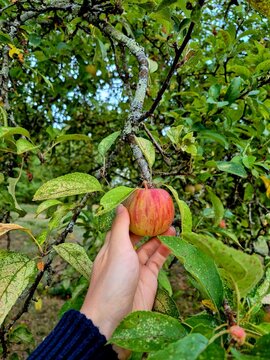 hand picking an apple in a orchard at the end of summer, fall, autumn, outdoor activity