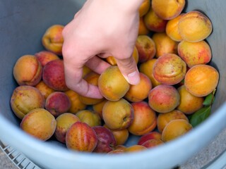 Person hand putting fresh harvested apricot in to a bucket with other apricots