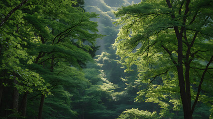 Fototapeta premium Sunlight filters through lush green trees. 