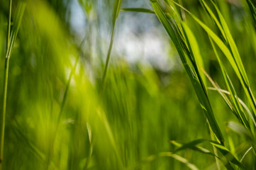 Green tall grass in the sun rays. Close-up of green tall grass against the sky