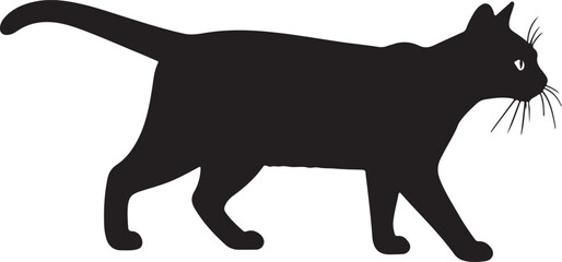 Singapura cat walking full image in silhouette image white background.