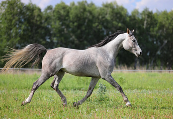 Running grey arab horse on the green summer fields