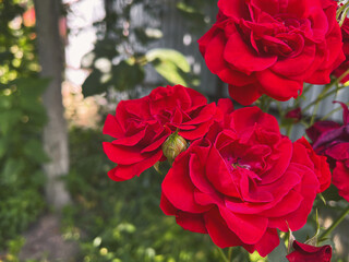 Blooming red roses growing in the backyard garden during summer season