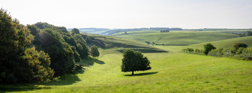 grassy hills and trees in countryside landscape of south dorset in south england