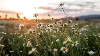 Dreamy sunset over peaceful daisy field creates a vibrant feeling, perfect for spring and summer designs
