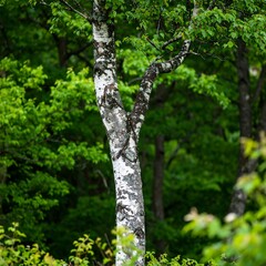 Fototapeta premium Birch tree in a lush forest