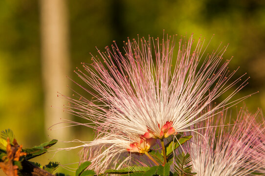 closeup of caliandra flower with blurred background