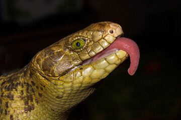 Solomon Island Skink flickering it's tongue