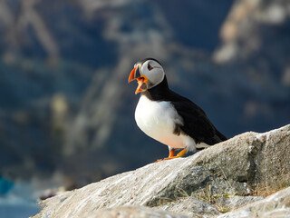 Atlantic Puffins having a very animated conversation