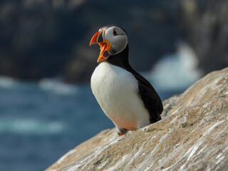Atlantic Puffins having a very animated conversation