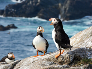 Atlantic Puffins having a very animated conversation