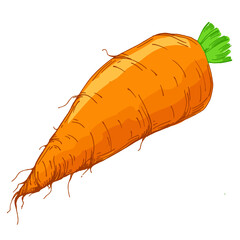Colorful carrot hand draw illustration on white background. Vintage-style etching, perfect for packaging, prints, menus, and digital designs.