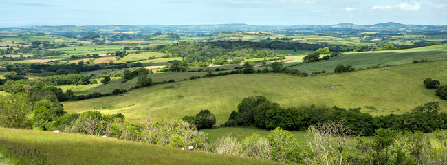 sheep in green hills of south dorset near jurassic coast