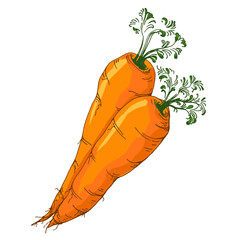 Colorful carrot hand draw illustration on white background. Vintage-style etching, perfect for packaging, prints, menus, and digital designs.