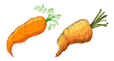 Colorful carrot hand draw illustration on white background. Vintage-style etching, perfect for packaging, prints, menus, and digital designs.