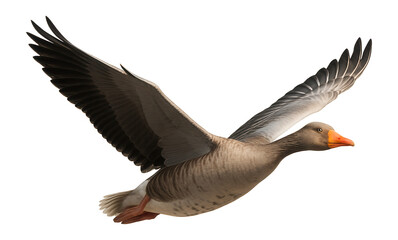 Fototapeta premium Graceful grey goose in flight with outstretched wings and orange beak on transparent background.