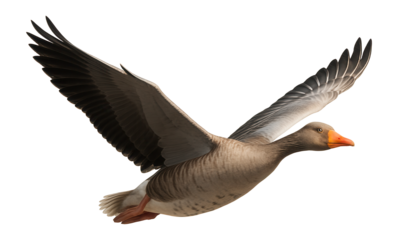 Graceful grey goose in flight with outstretched wings and orange beak on transparent background.