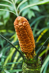 Fruit of Zamia furfuracea evergreen plant native to Mexico (Zamia neurophyllidia)
