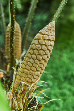 Fruit of Zamia furfuracea evergreen plant native to Mexico