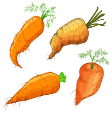 Colorful carrot hand draw illustration on white background. Vintage-style etching, perfect for packaging, prints, menus, and digital designs.
