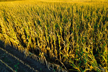 An aerial photo showing the scale of a large cornfield. Vast field.