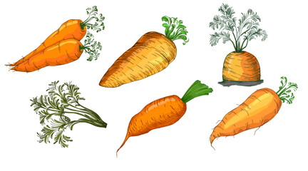 Colorful carrot hand draw illustration on white background. Vintage-style etching, perfect for packaging, prints, menus, and digital designs.
