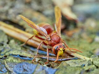 The Oriental hornet drinking water. Vespa orientalis