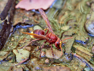 The Oriental hornet drinking water. Vespa orientalis