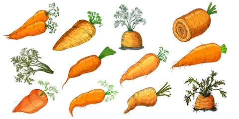 Colorful carrot hand draw illustration on white background. Vintage-style etching, perfect for packaging, prints, menus, and digital designs.