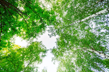 Summer forest, birches with white trunks, green foliage, sunlight breaking through the crowns, creating an atmosphere of comfort and tranquility.
