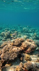 Fototapeta premium Underwater coral reef scene (4)