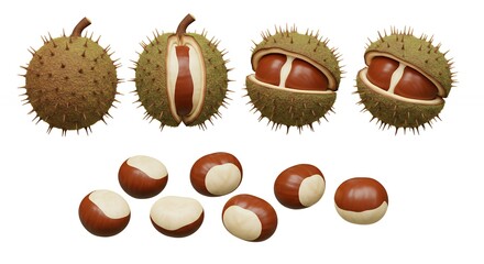 Conkers whole and halved on white background