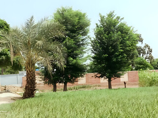 Lush green field with a lone palm tree and vibrant leafy trees standing tall against a clear sky, evoking a sense of natural serenity and growth.