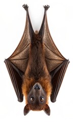 Obraz premium Flying Fox Bat Isolated on White Background, Detailed Close-up of Furry Creature Hanging Upside Down.